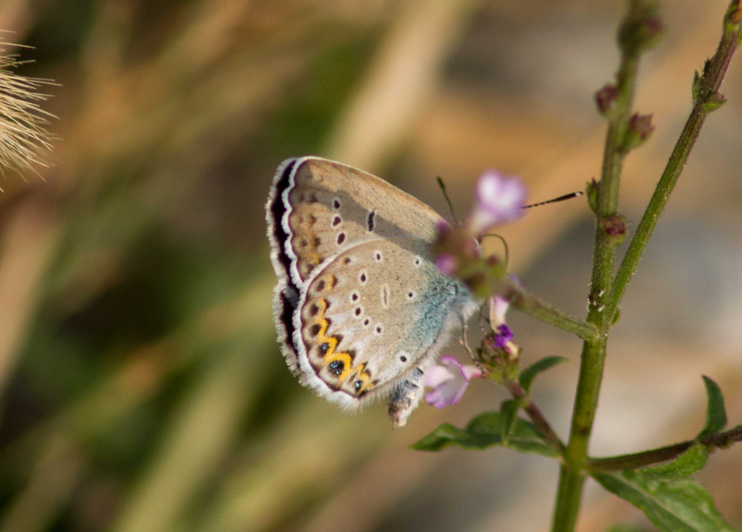 Plebejus argus ?